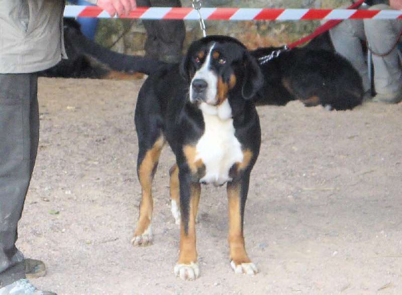 CH. Dune du Val du Sânon - 1er EXC CACS