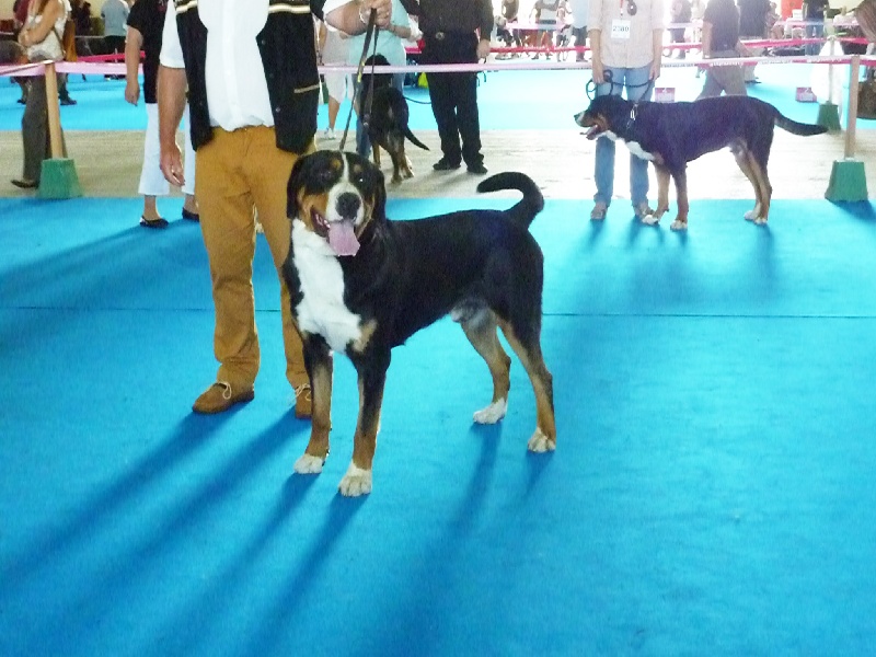 CH. Jarod van't samaika nest - 1er EXC CACS RCACIB