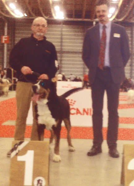 CH. Jarod van't samaika nest - 1er EXC CAC CACIB BOB
