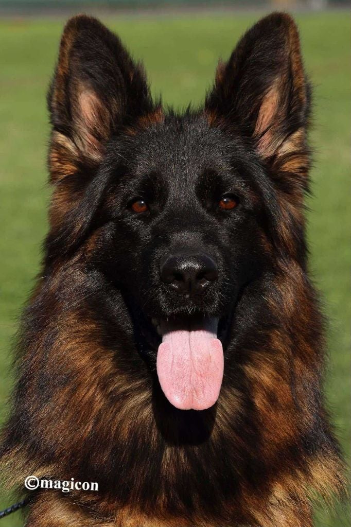 CH. Suzy du val d' anzin