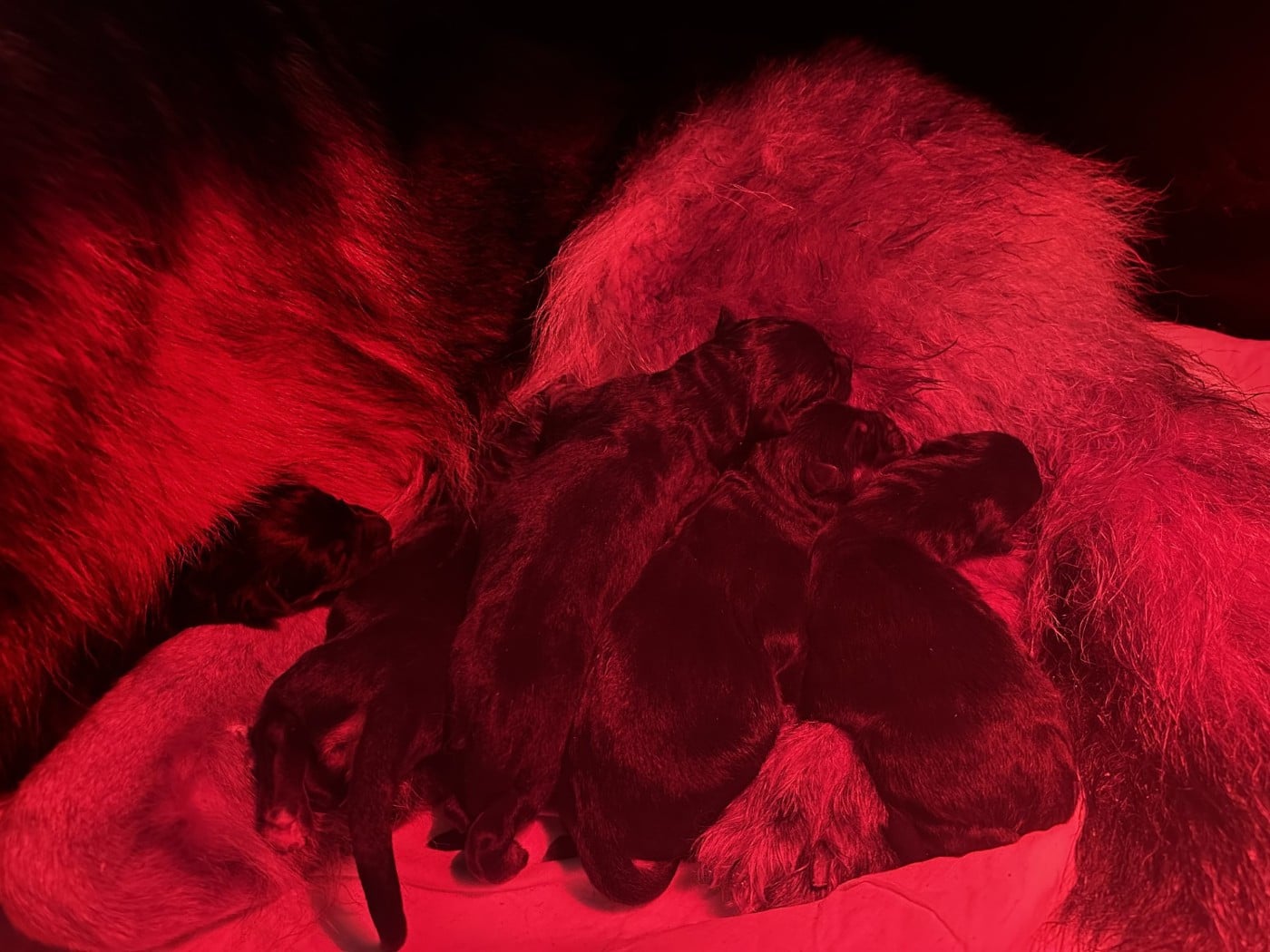 Berger Allemand - du domaine de sanctae crucis