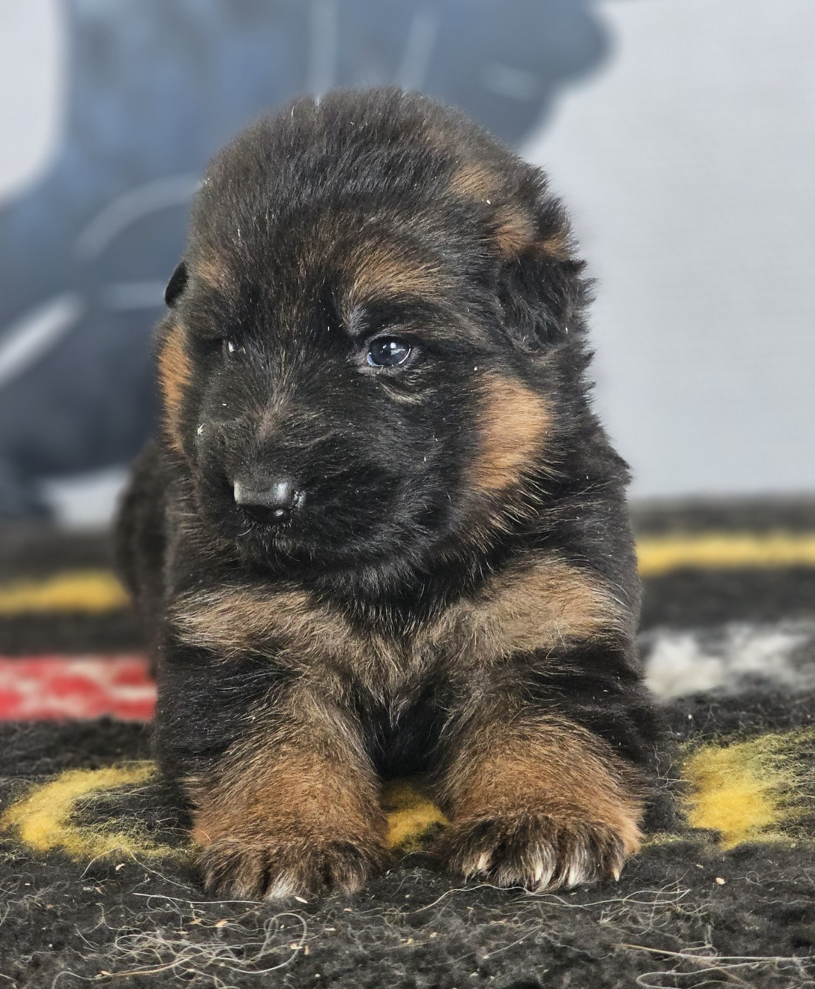 CHIOT 1 - Berger Allemand