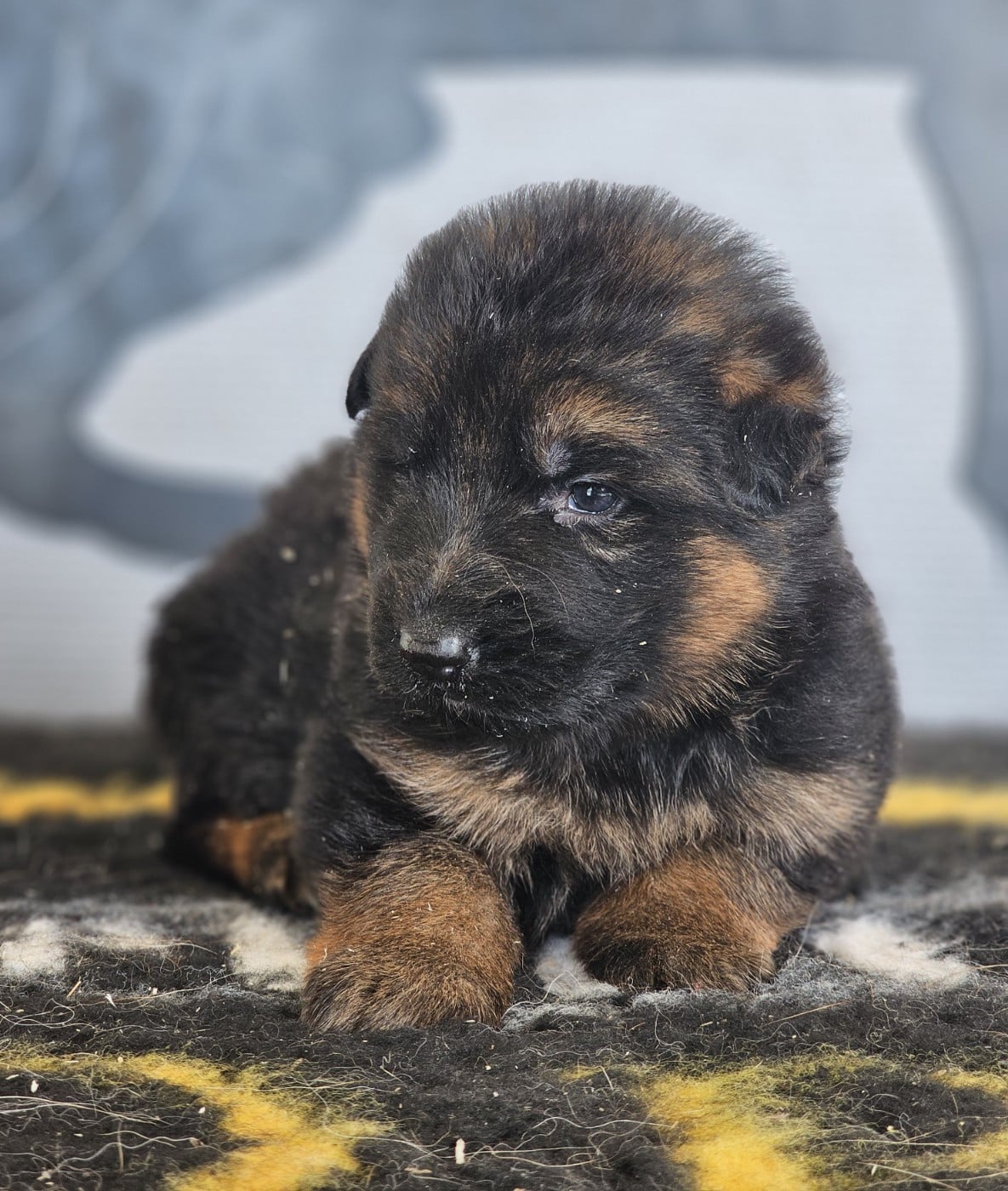 CHIOT 2 - Berger Allemand