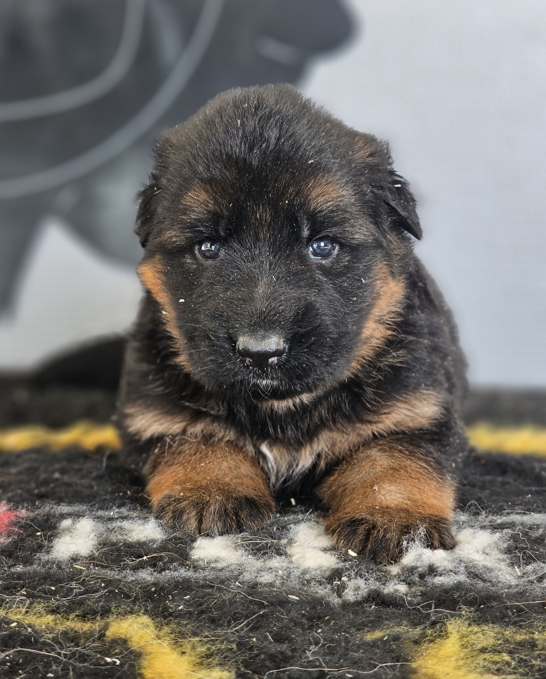 CHIOT 5 - Berger Allemand