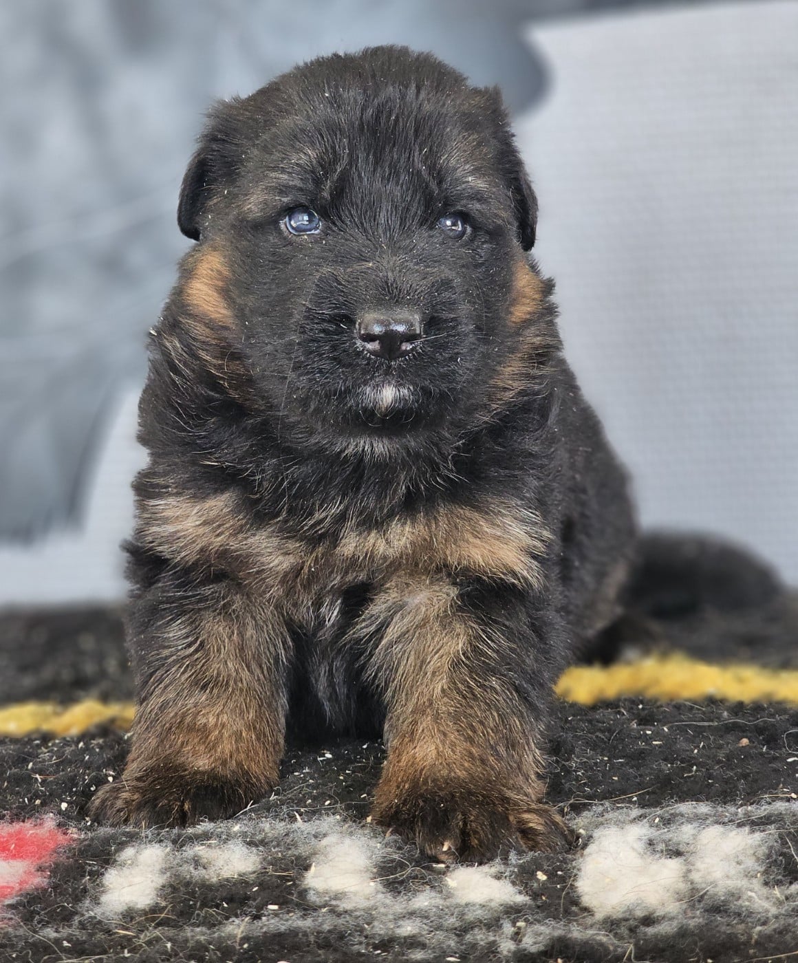 CHIOT 6 - Berger Allemand