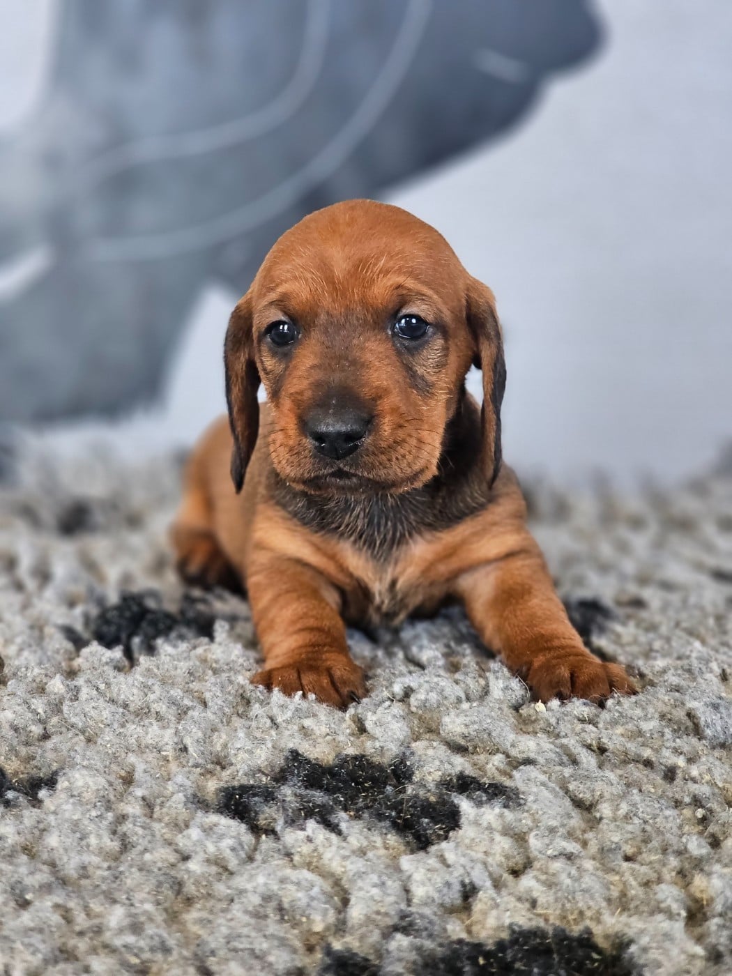 Chiot N°3 - Teckel poil dur
