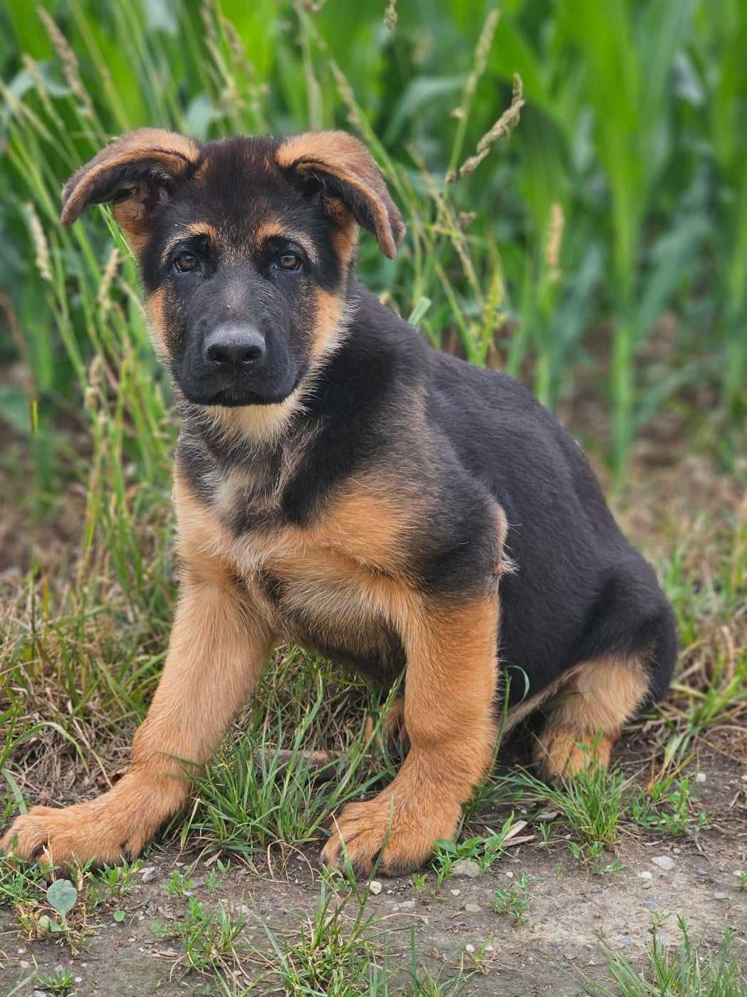 Baltik - Berger Allemand