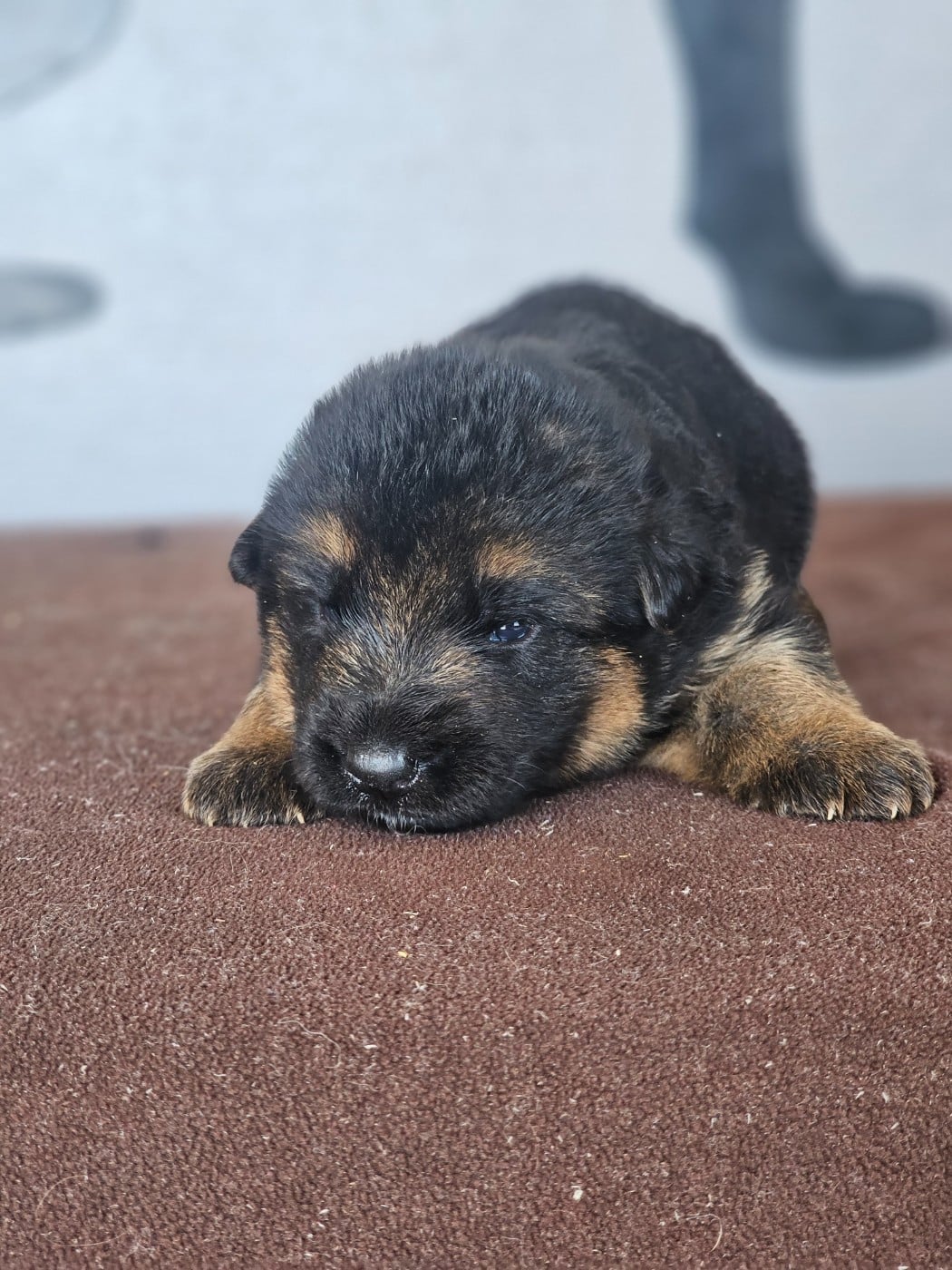 Chiot N°6 - Berger Allemand