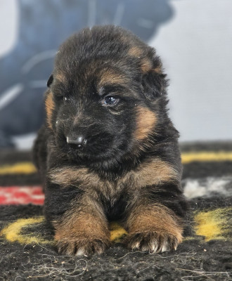 Les chiots de Berger Allemand