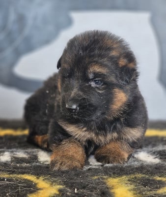 Les chiots de Berger Allemand