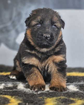 Les chiots de Berger Allemand
