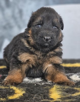 Les chiots de Berger Allemand