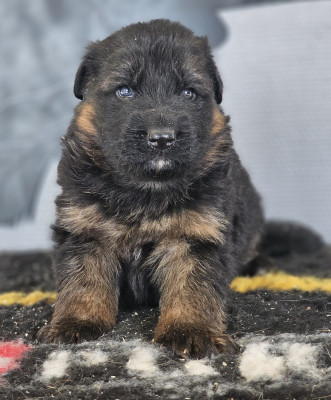 Les chiots de Berger Allemand