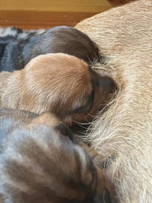 Les chiots de Teckel poil dur