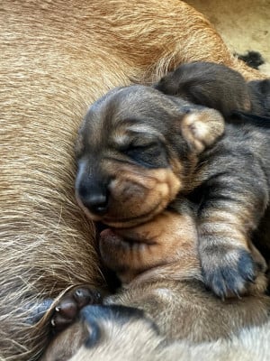 Les chiots de Teckel poil dur