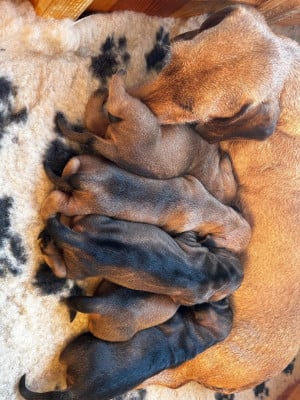 Les chiots de Teckel poil dur