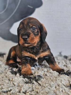 Les chiots de Teckel poil dur