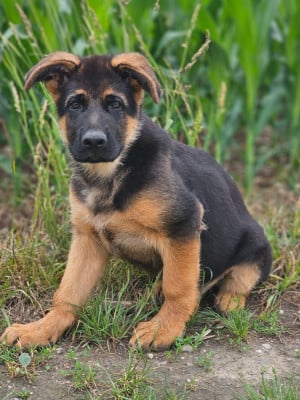 Les chiots de Berger Allemand