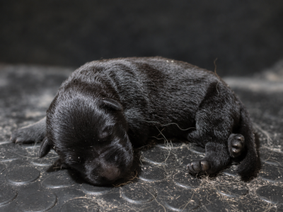 Les chiots de Berger Allemand