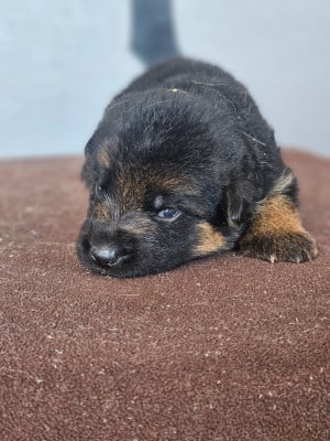 Les chiots de Berger Allemand