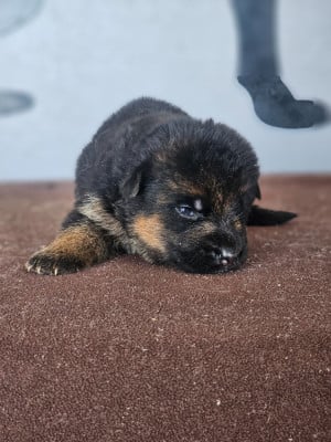 Les chiots de Berger Allemand