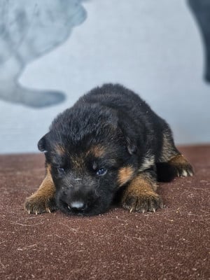 Les chiots de Berger Allemand