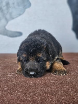 Les chiots de Berger Allemand