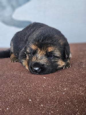 Les chiots de Berger Allemand