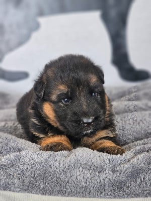 Les chiots de Berger Allemand