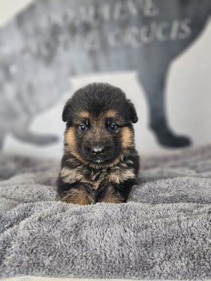 Les chiots de Berger Allemand