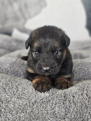 Les chiots de Berger Allemand