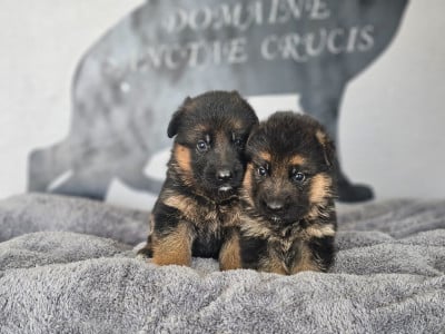 Les chiots de Berger Allemand