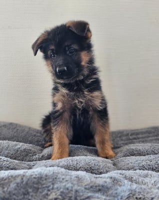 Les chiots de Berger Allemand