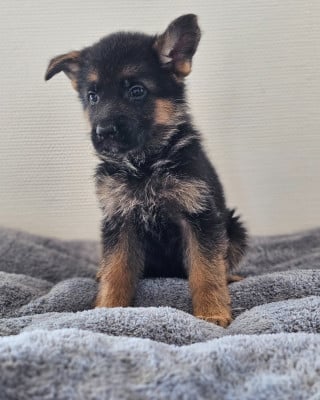 Les chiots de Berger Allemand