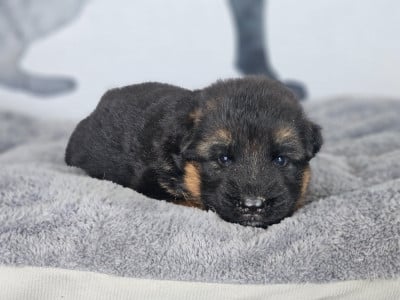 Les chiots de Berger Allemand