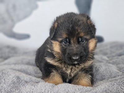 Les chiots de Berger Allemand