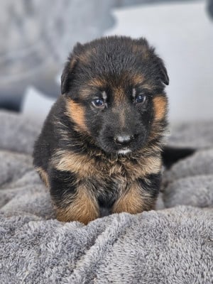 Les chiots de Berger Allemand