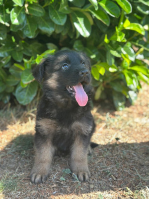 Les chiots de Berger Allemand