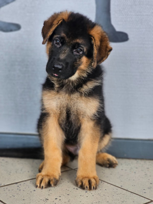 Les chiots de Berger Allemand