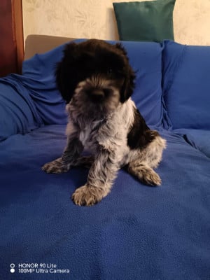 Les chiots de Schapendoes