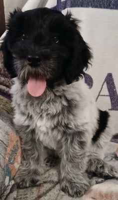 Les chiots de Schapendoes