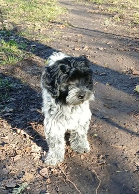 Les chiots de Schapendoes