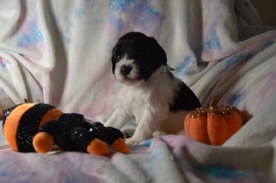 Les chiots de Schapendoes