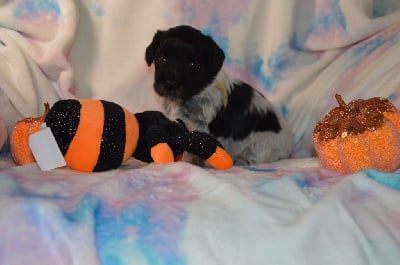 Les chiots de Schapendoes