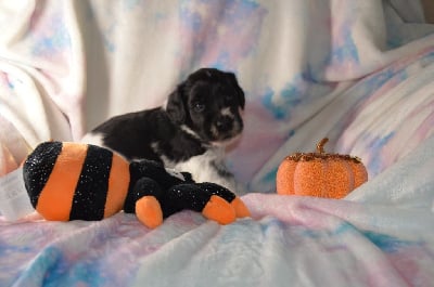 Les chiots de Schapendoes