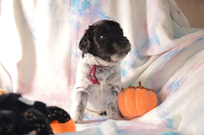 Les chiots de Schapendoes