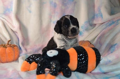 Les chiots de Schapendoes