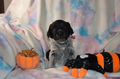 Les chiots de Schapendoes