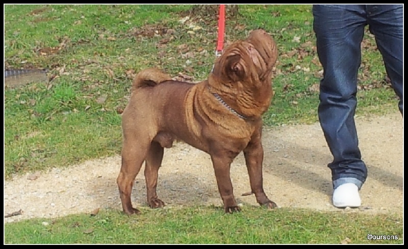 Qi Ming Xing Youshan - Confirmé