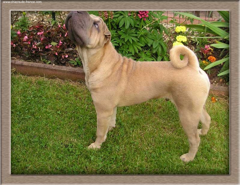 Mushu From sumo's place - TRES PROMETTEUR - Classe Puppy